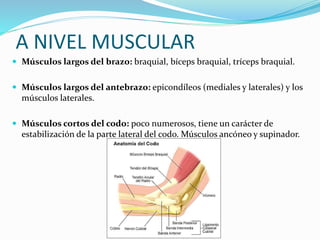 A NIVEL MUSCULAR
 Músculos largos del brazo: braquial, bíceps braquial, tríceps braquial.
 Músculos largos del antebrazo: epicondíleos (mediales y laterales) y los
músculos laterales.
 Músculos cortos del codo: poco numerosos, tiene un carácter de
estabilización de la parte lateral del codo. Músculos ancóneo y supinador.
 
