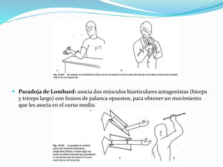  Paradoja de Lombard: asocia dos músculos biarticulares antagonistas (bíceps
y tríceps largo) con brazos de palanca opuestos, para obtener un movimiento
que les asocia en el curso medio.
 