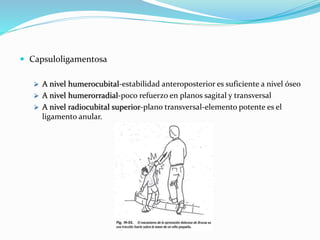  Capsuloligamentosa
 A nivel humerocubital-estabilidad anteroposterior es suficiente a nivel óseo
 A nivel humerorradial-poco refuerzo en planos sagital y transversal
 A nivel radiocubital superior-plano transversal-elemento potente es el
ligamento anular.
 