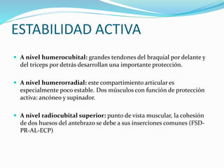 ESTABILIDAD ACTIVA
 A nivel humerocubital: grandes tendones del braquial por delante y
del tríceps por detrás desarrollan una importante protección.
 A nivel humerorradial: este compartimiento articular es
especialmente poco estable. Dos músculos con función de protección
activa: ancóneo y supinador.
 A nivel radiocubital superior: punto de vista muscular, la cohesión
de dos huesos del antebrazo se debe a sus inserciones comunes (FSD-
PR-AL-ECP)
 
