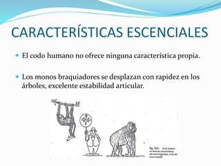 CARACTERÍSTICAS ESCENCIALES
 El codo humano no ofrece ninguna característica propia.
 Los monos braquiadores se desplazan con rapidez en los
árboles, excelente estabilidad articular.
 