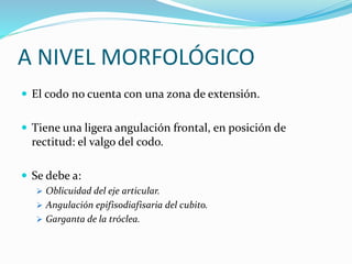 A NIVEL MORFOLÓGICO
 El codo no cuenta con una zona de extensión.
 Tiene una ligera angulación frontal, en posición de
rectitud: el valgo del codo.
 Se debe a:
 Oblicuidad del eje articular.
 Angulación epifisodiafisaria del cubito.
 Garganta de la tróclea.
 