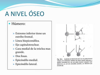 A NIVEL ÓSEO
 Húmero:
 Extremo inferior tiene un
estribo frontal.
 Línea biepicondílea.
 Eje capitulotroclear.
 Cara medial de la tróclea mas
grande.
 Dos fosas.
 Epicóndilo medial.
 Epicóndilo lateral.
 