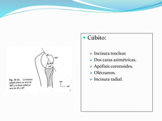  Cúbito:
 Incisura troclear.
 Dos caras asimétricas.
 Apófisis coronoides.
 Olécranon.
 Incisura radial.
 