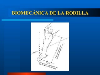 BIOMECÁNICA DE LA RODILLA 