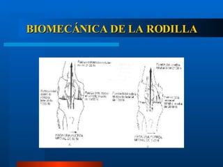 BIOMECÁNICA DE LA RODILLA 