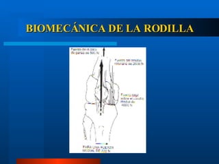 BIOMECÁNICA DE LA RODILLA 