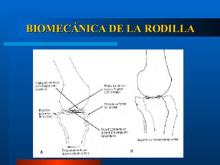 BIOMECÁNICA DE LA RODILLA 