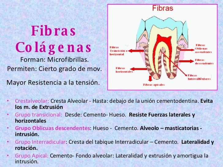 Biomecanica Del Ligamento Periodontal