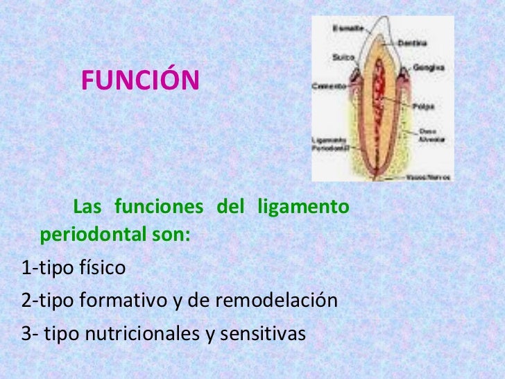 Biomecanica Del Ligamento Periodontal