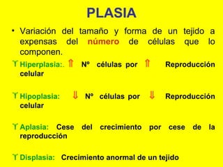 PLASIA
• Variación del tamaño y forma de un tejido a
expensas del número de células que lo
componen.
 Hiperplasia:. ⇑ Nº células por ⇑
Reproducción
celular

 Hipoplasia:
celular

⇓ Nº células por

 Aplasia: Cese
reproducción

del

crecimiento

⇓
por

Reproducción

cese

 Displasia: Crecimiento anormal de un tejido

de

la

 