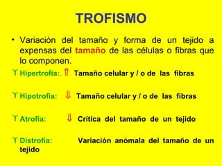 TROFISMO
• Variación del tamaño y forma de un tejido a
expensas del tamaño de las células o fibras que
lo componen.
 Hipertrofia:. ⇑ Tamaño celular y / o de las fibras
 Hipotrofia:

⇓ Tamaño celular y / o de las fibras

 Atrofia:

⇓ Crítica del tamaño de un tejido

 Distrofia:
tejido

Variación anómala del tamaño de un

 