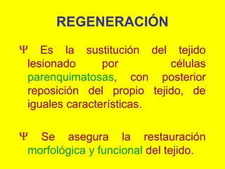 REGENERACIÓN
Ψ Es la sustitución del tejido
lesionado
por
células
parenquimatosas, con posterior
reposición del propio tejido, de
iguales características.
Ψ Se asegura la restauración
morfológica y funcional del tejido.

 
