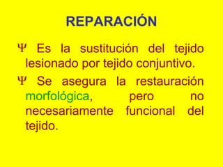REPARACIÓN
Ψ Es la sustitución del tejido
lesionado por tejido conjuntivo.
Ψ Se asegura la restauración
morfológica,
pero
no
necesariamente funcional del
tejido.

 
