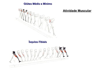 Glúteo Médio e MínimoGlúteo Médio e Mínimo
Ísquios-TibiaisÍsquios-Tibiais
Atividade Muscular
 