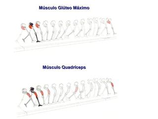Músculo Glúteo MáximoMúsculo Glúteo Máximo
Músculo QuadrícepsMúsculo Quadríceps
 