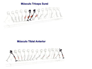 Músculo Tibial AnteriorMúsculo Tibial Anterior
Músculo Tríceps SuralMúsculo Tríceps Sural
 