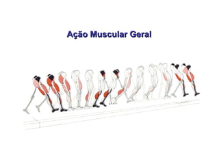 Ação Muscular GeralAção Muscular Geral
 