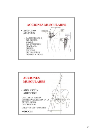 ACCIONES MUSCULARES
• ABDUCCIÓN
  ADUCCION

  – 3 ADDUCTORES, R
    INT, GLUTEO
    MAYOR,
    ISQUIOTIBIALES,
    CUADRADO
    CRURAL,
    PECTINEO,
    OBTURADORES,
    GEMINOS Y PSOAS




 ACCIONES
 MUSCULARES

• ABDUCCIÓN
  ADUCCION
CALCULE LA FUERZA
COMPRESIVA EJERCIDA EN LA
ARTICULACIÓN
COXOFEMORAL
OTRA VEZ LOS TORQUES??

NOOOO!!!!




                            10
 