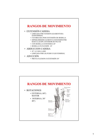 RANGOS DE MOVIMIENTO
• EXTENSIÓN CADERA
    • LIMITADA POR TENSION LIGAMENTOSA
      ILIOFEMORAL
    • FAVORECIDA POR EXTENSIÓN DE RODILLA
    • HIPERLORDOSIS AUMENTA EXTENSIÓN POR
      BASCULACIÓN ANTERIOR DE PELVIS
    • CON RODILLA EXTENDIDA 20°
    • RODILLA EN FLEXIÓN 10°
• ABDUCCION CADERA
    • 45° A CADA LADO
    • LIMITADA POR LIG PUBO E ILIO FEMORAL
• ADUCCIÓN
    • PREVIA FLEXION O EXTENSIÓN 30°




  RANGOS DE MOVIMIENTO
• ROTACIONES
    • EXTERNA ( 60°)
      MAYOR
    • INTERNA ( 30°
      40°)




                                             7
 