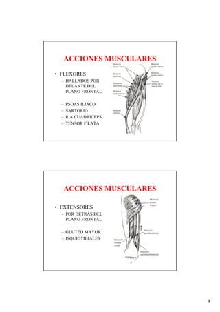 ACCIONES MUSCULARES
• FLEXORES
  – HALLADOS POR
    DELANTE DEL
    PLANO FRONTAL

  –   PSOAS ILIACO
  –   SARTORIO
  –   R.A CUADRICEPS
  –   TENSOR F LATA




      ACCIONES MUSCULARES

• EXTENSORES
  – POR DETRÁS DEL
    PLANO FRONTAL

  – GLUTEO MAYOR
  – ISQUIOTIBIALES




                            8
 