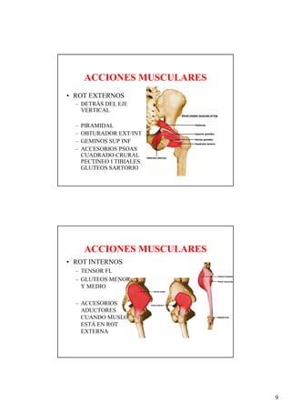 ACCIONES MUSCULARES
• ROT EXTERNOS
  – DETRÁS DEL EJE
    VERTICAL

  –   PIRAMIDAL
  –   OBTURADOR EXT/INT
  –   GEMINOS SUP INF
  –   ACCESORIOS PSOAS
      CUADRADO CRURAL
      PECTINEO I TIBIALES
      GLUTEOS SARTORIO




       ACCIONES MUSCULARES
• ROT INTERNOS
  – TENSOR FL
  – GLUTEOS MENOR
    Y MEDIO

  – ACCESORIOS
    ADUCTORES
    CUANDO MUSLO
    ESTÁ EN ROT
    EXTERNA




                             9
 