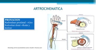 LA BIOMECANICA DE CODO Y SU ESTUDIO.pptx