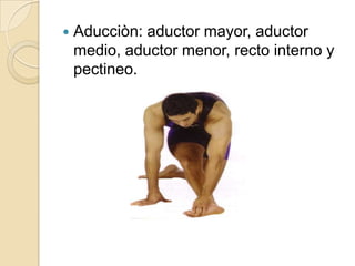 Aducciòn: aductor mayor, aductor medio, aductor menor, recto interno y pectineo. 