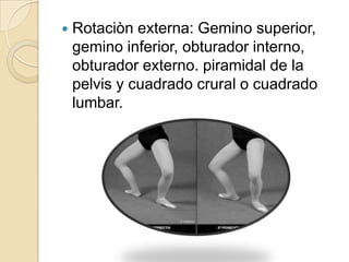 Rotaciòn externa: Gemino superior, gemino inferior, obturador interno, obturador externo. piramidal de la pelvis y cuadrado crural o cuadrado lumbar.
