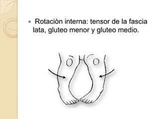 Rotaciòn interna: tensor de la fascia lata, gluteo menor y gluteo medio.