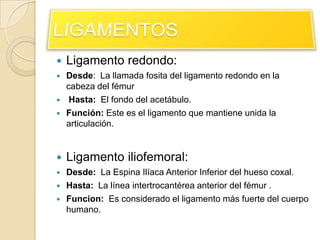 LIGAMENTOSLigamento redondo:Desde:  La llamada fosita del ligamento redondo en la cabeza del fémurHasta:  El fondo del acetábulo. Función: Este es el ligamento que mantiene unida la articulación. Ligamento iliofemoral:Desde:  La Espina Ilíaca Anterior Inferior del hueso coxal.Hasta:  La línea intertrocantérea anterior del fémur .Funcion:  Es considerado el ligamento más fuerte del cuerpo humano.