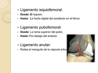 Ligamento isquiofemoral.Desde: El isquion.Hasta:  La fosita digital del acetábulo en el fémur. Ligamento pubofemoral:Desde: La rama superior del pubis.Hasta: Por debajo del anterior.Ligamento anular:Rodea el manguito de la cápsula articular