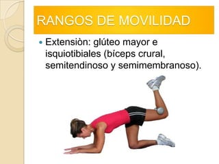 RANGOS DE MOVILIDADExtensiòn: glúteo mayor e isquiotibiales (bíceps crural, semitendinoso y semimembranoso). 