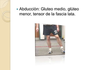 Abducciòn: Gluteo medio, glùteo menor, tensor de la fascia lata. 