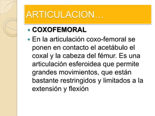 ARTICULACION…<br />COXOFEMORAL<br />En la articulación coxo-femoral se ponen en contacto el acetábulo el coxal y la cabeza...