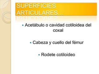 SUPERFICIES ARTICULARES…<br />Acetábulo o cavidad cotiloidea del coxal <br />Cabeza y cuello del fémur<br />Rodete cotiloi...