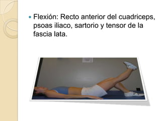 Flexión: Recto anterior del cuadriceps, psoas iliaco, sartorio y tensor de la fascia lata. <br />