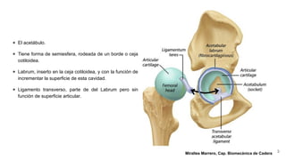 Biomecánica de la cadera para enfoque clinico | PPTX