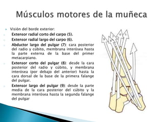  Visión del borde exterior:
o Extensor radial corto del carpo (5).
o Extensor radial largo del carpo (6).
o Abductor largo del pulgar (7): cara posterior
del radio y cúbito, membrana interósea hasta
la parte externa de la base del primer
metacarpiano.
o Extensor corto del pulgar (8): desde la cara
posterior del radio y cúbito, y membrana
interósea (por debajo del anterior) hasta la
cara dorsal de la base de la primera falange
del pulgar.
o Extensor largo del pulgar (9): desde la parte
media de la cara posterior del cúbito y la
membrana interósea hasta la segunda falange
del pulgar
 