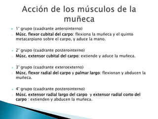  1° grupo (cuadrante anterointerno)
o Músc. flexor cubital del carpo: flexiona la muñeca y el quinto
metacarpiano sobre el carpo, y aduce la mano.
 2° grupo (cuadrante posterointerno)
o Músc. extensor cubital del carpo: extiende y aduce la muñeca.
 3° grupo (cuadrante exteroexterno)
o Músc. flexor radial del carpo y palmar largo: flexionan y abducen la
muñeca.
 4° grupo (cuadrante posterointerno)
o Músc. extensor radial largo del carpo y extensor radial corto del
carpo : extienden y abducen la muñeca.
 