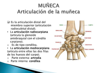  Es la articulación distal del
miembro superior (articulación
radiocubital distal).
• La articulación radiocarpiana
(articula la glenoide
antebraquial con el cóndilo
carpiano).
o Es de tipo condilea.
• La articulación mediocarpiana
(articula entre ellas las dos filas
de los huesos del carpo).
o Parte externa: artrodia
o Parte interna: condílea
 