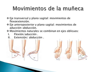  Eje transversal y plano sagital: movimientos de
flexoextensión.
 Eje anteroposterior y plano sagital: movimientos de
aducción-abducción.
 Movimientos naturales se combinan en ejes oblicuos:
I. Flexión/aducción .
II. Extensión/ abducción .
 