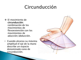  El movimiento de
circunducción:
combinación de los
movimientos de
flexoextensión con los
movimientos de
aducción/abducción.
• Cuando alcanza su máxima
amplitud el eje de la mano
describe un espacio
denominado cono de
circunducción.
 