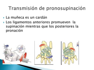  La muñeca es un cardán
 Los ligamentos anteriores promueven la
supinación mientras que los posteriores la
pronación
 