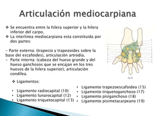  Se encuentra entre la hilera superior y la hilera
inferior del carpo.
 La interlinea mediocarpiana esta constituida por
dos partes:
- Parte externa: (trapecio y trapezoides sobre la
base del escafoides), articulación artrodia.
- Parte interna: (cabeza del hueso grande y del
hueso ganchosos que se encajan en los tres
huesos de la hilera superior), articulación
condílea.
 Ligamentos:
• Ligamento radiocapital (10)
• Ligamento lunarocapital (12)
• Ligamento triquetocapital (13)
• Ligamento trapezoescafoideo (15)
• Ligamento triquetoganchoso (17)
• Ligamento pisiganchoso (18)
• Ligamento pisimetacarpeano (19)
 