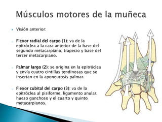  Visión anterior:
o Flexor radial del carpo (1): va de la
epitróclea a la cara anterior de la base del
segundo metacarpiano, trapecio y base del
tercer metacarpiano.
o Palmar largo (2): se origina en la epitróclea
y envía cuatro cintillas tendinosas que se
insertan en la aponeurosis palmar.
o Flexor cubital del carpo (3): va de la
epitróclea al pisiforme, ligamento anular,
hueso ganchoso y el cuarto y quinto
metacarpianos.
 