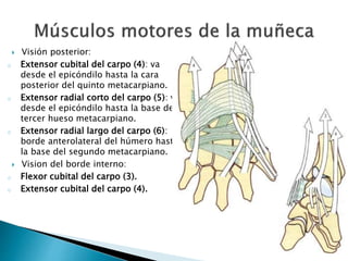  Visión posterior:
o Extensor cubital del carpo (4): va
desde el epicóndilo hasta la cara
posterior del quinto metacarpiano.
o Extensor radial corto del carpo (5): va
desde el epicóndilo hasta la base del
tercer hueso metacarpiano.
o Extensor radial largo del carpo (6):
borde anterolateral del húmero hasta
la base del segundo metacarpiano.
 Vision del borde interno:
o Flexor cubital del carpo (3).
o Extensor cubital del carpo (4).
 