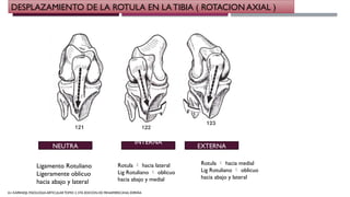 Biomecanica de la rodilla Iliana garay.pptx