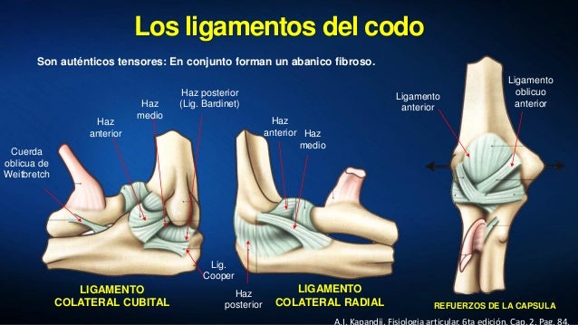 Los ligamentos se regeneran solos