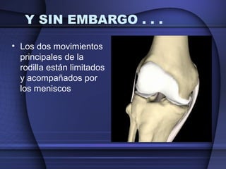 Y SIN EMBARGO . . . 
• Los dos movimientos 
principales de la 
rodilla están limitados 
y acompañados por 
los meniscos 
 